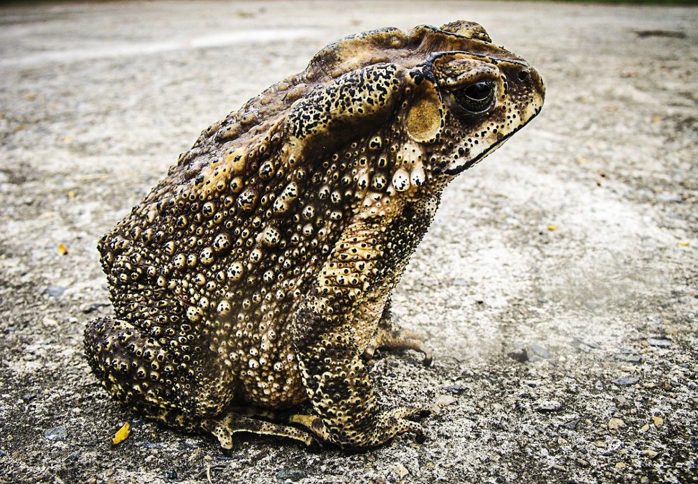 toad-185994.jpg