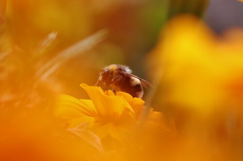 Handys für die Hummel