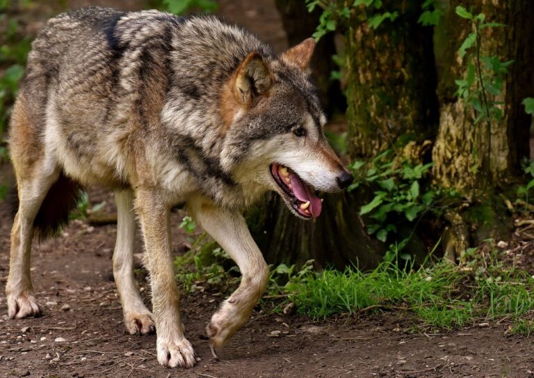 Wo war der Wolf?