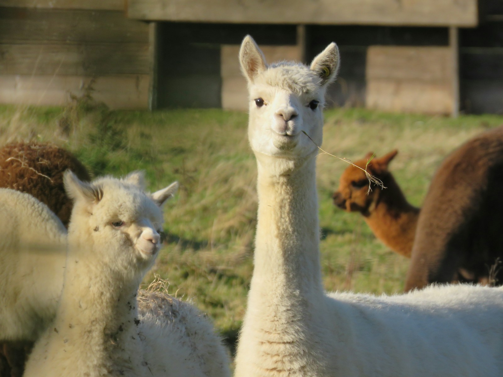 Weiße Lamas auf einer grünen Wiese bei Tageslicht